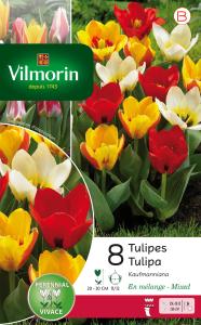 Tulipe Kaufmannia Selection en Mélange (x8)